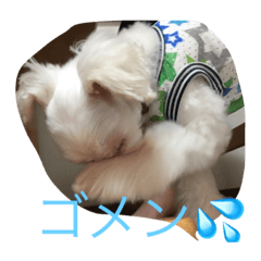 [LINEスタンプ] まるぷーとてぃーぷー