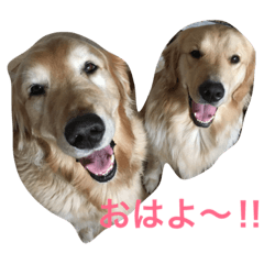 [LINEスタンプ] 日頃使う言葉‼︎