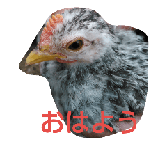 [LINEスタンプ] チャボ先輩
