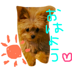 [LINEスタンプ] ポメプーMIX犬モカちゃん