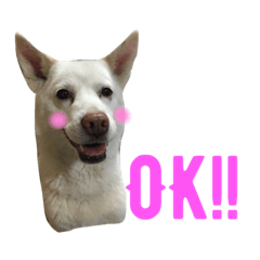 [LINEスタンプ] WHITE DOG HANA No.2
