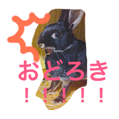 [LINEスタンプ] とげすうさぎ