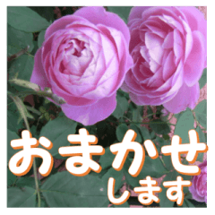 [LINEスタンプ] 薔薇の花_Loraine Victoria_挨拶メッセージの画像（メイン）