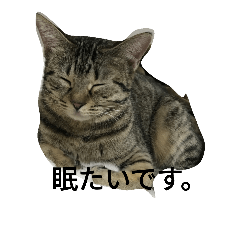 [LINEスタンプ] ネコです。