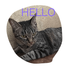 [LINEスタンプ] にゃんこワールド