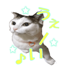 [LINEスタンプ] ねこの鈴木さん
