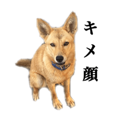 [LINEスタンプ] のら犬みたいなチョコビだよ