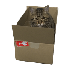 [LINEスタンプ] 我が家の猫様。