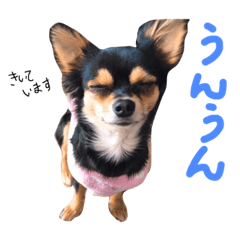 [LINEスタンプ] ブラックタンチワワのチョコちゃん