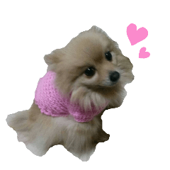 [LINEスタンプ] ポメラニアンこのはの日常2
