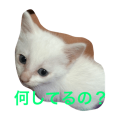 [LINEスタンプ] なにしてるの？？