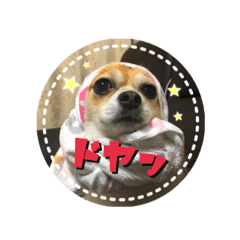 [LINEスタンプ] チワワのトアすん