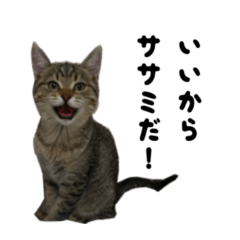 [LINEスタンプ] 猫の征十郎2