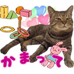 [LINEスタンプ] 猫好きの人の為のスタンプ