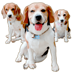 [LINEスタンプ] Beagle Sam Saeb