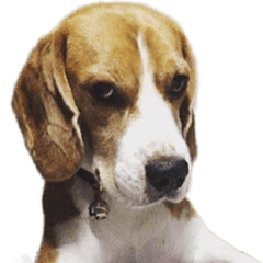 [LINEスタンプ] Chanom Dog Der