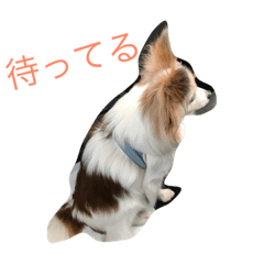 [LINEスタンプ] ラズ