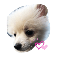 [LINEスタンプ] ましゅーの日常