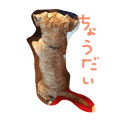 [LINEスタンプ] ノイちゃん