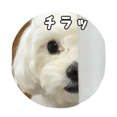 [LINEスタンプ] ゆきち②