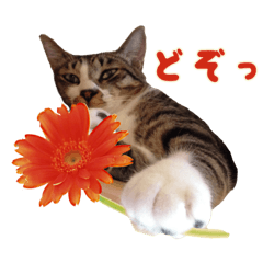 [LINEスタンプ] こたこたにゃ