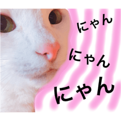 [LINEスタンプ] My cat Haku.