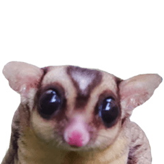 [LINEスタンプ] Sugar Glider Act
