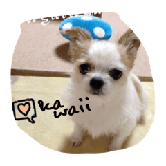 [LINEスタンプ] ワンわんソラ