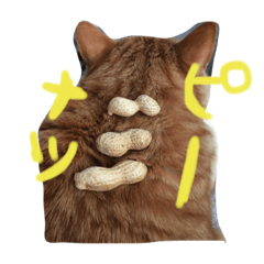 [LINEスタンプ] 茶トラ猫にゃむ1