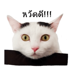 [LINEスタンプ] slave cat v.1