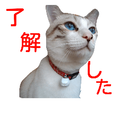 [LINEスタンプ] あにきとかしらのスタンプ