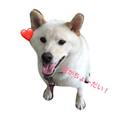 [LINEスタンプ] 白柴くうたくん