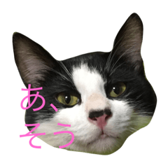 [LINEスタンプ] 我が家のぽんずくん