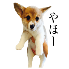 [LINEスタンプ] Corgiiiiiii