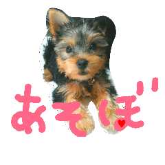 [LINEスタンプ] ヨーキー ヴィヴィちゃん1