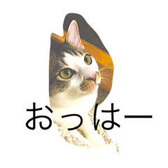 [LINEスタンプ] 猫スタンピー