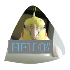 [LINEスタンプ] オカメインコのぷーとアン