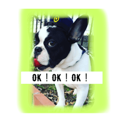 [LINEスタンプ] フレンチブルドッグ はち
