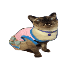 [LINEスタンプ] Nitchaphat
