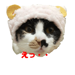 [LINEスタンプ] みーこスタンプ①