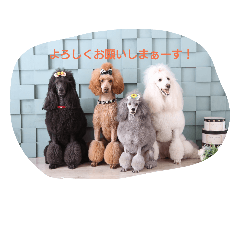 [LINEスタンプ] スタンダードプードル アン