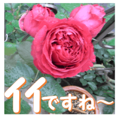 [LINEスタンプ] 薔薇の花♡RPdR2・挨拶メッセージ