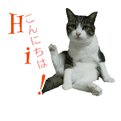 [LINEスタンプ] 猫スタンプ(三兄弟2)