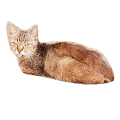 [LINEスタンプ] 猫舌 1