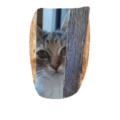 [LINEスタンプ] 猫にゃ