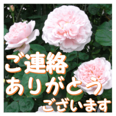 [LINEスタンプ] 薔薇の花♡ME2_挨拶メッセージの画像（メイン）