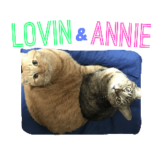 [LINEスタンプ] ロビンとアニーです。猫ですが何か？