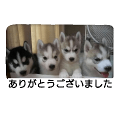 [LINEスタンプ] スノブリ〜愉快な仲間たち〜