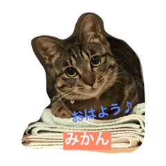 [LINEスタンプ] ネコのみかん