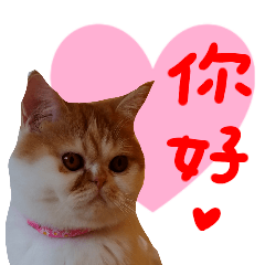 [LINEスタンプ] all cat photo sticker chineseの画像（メイン）